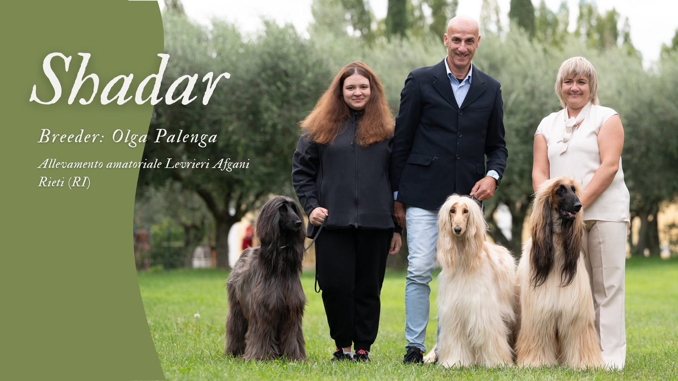 shadar afghan hounds